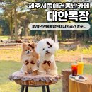 법도목장 | [대한목장] 제주서쪽애견동반카페 꼭 가봐야할 핫플