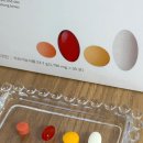 비타민 숲 | 한포로 끝내는 종합비타민 덴프스 트루바이타민 액티브 내돈내산 솔직 후기