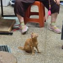 황금시장 | [경북 김천] 전통시장 나들이, 김천 황금시장 장날 5일장, 영업시간, 공영주차장 후기