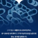 세움