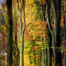 Best of the Best 이미지