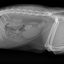 이레외과동물병원 이미지