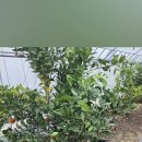 이순신3반 염온준겨울방학 이미지