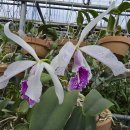 Cattleya maxima semi-alba (왜성종) 이미지