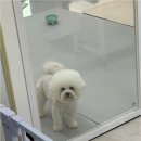 솔펫애견미용놀이터 | 진천 광혜원에서 만나는 프리미엄 애견놀이터와 미용, 숨어있는 꼬순이네의 알찬 시스템