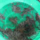 오렌지 수산 이미지