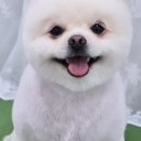 도그미용실 이미지