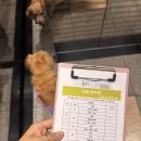 페츠업 동물병원 | 『본동물의료센터 수원점』 룽지의 자가면역질환 '혈관염' 체크업 + 한달치 약 받고 왔어요