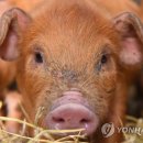 황금돼지농장 이미지