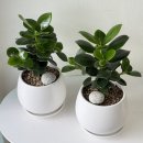 한국타이어 법원점 | 창원 승진화분 배달 인사이동 화분 축하화분 리본문구 추천 창원꽃집 미떼플라워