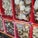 감성조개 이미지