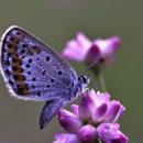 나비야 청산가자 이미지