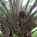 팜 (palm) 이미지