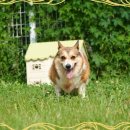 빛나는 강아지 이미지