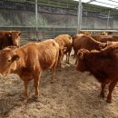 황고개농장 이미지