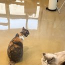 못말리는 고양이 | 서현역 놀거리 못말리는 고양이 후기, 분당 고양이카페에서 힐링