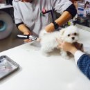 세이브 동물병원 이미지