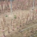 신구농장 이미지