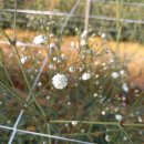 엘에프팜 이미지