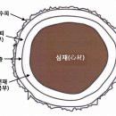 ﻿수목의 상처 치료 이미지