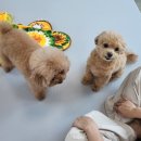 저스트멍토피아 이미지