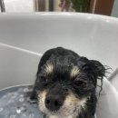 왈로하그루밍 이미지