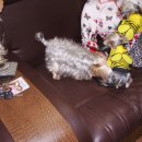 애견가족 이미지