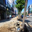 중앙로가로수 이미지