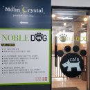 노블도그 이미지