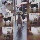 펫 목욕하는날 이미지