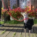 WildOne 목줄•리드줄후기, 강아지산책 리드줄추천!