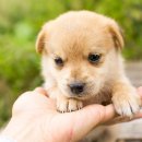 무지개다리 이미지