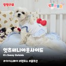 pet37라0364 | 잇츠써니아웃사이드 아이스베어 | 강아지원피스 쿨쿠션 후기