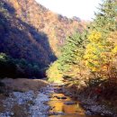 홍천 응복산과 은행나무 숲의 가을 여행에서 힐링을(15.10.17)
