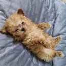 코~오 자자 이미지