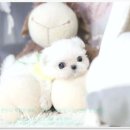 더펫 강아지분양 고양이분양 일산본점 이미지