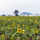 난정리(해바라기정원) 이미지