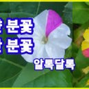 봉숭아