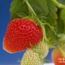 김이순농장 이미지