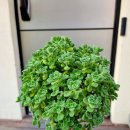 허브나무 이미지