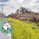 당근약국 | 제주도 자전거 여행 제주 환상 자전거길 종주 일정 기록 숙소 후기 슬립사고