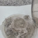 선학 세탁 이미지