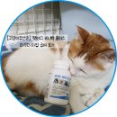 127 | [고양이유산균] 펫에그 비니백 플러스 파우더 127g 급여 후기