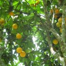 남국농장 이미지