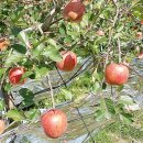 신선농원 이미지