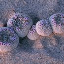 샌드샌드(Sand Sand)