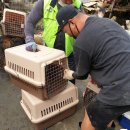 개랑, 마리 이미지