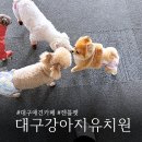 킨더펫(Kinder pet) | 대구 달서구 강아지 유치원 애견카페 젠틀펫