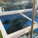 포항수협송도활어회센터 이미지