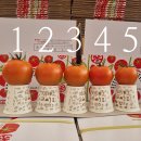 햇 토마토 유럽종완숙 찰토마토 정품 비품 판매합니다 이미지